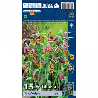 Teder (fritillaria) Uva Vulpis interface.image 5