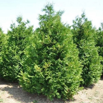 Thuja Brabant interface.image 1