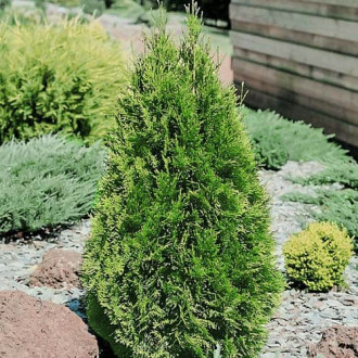 Thuja Smaragd, Р9 interface.image 2