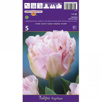 Tulip Angelique interface.image 1