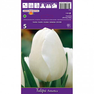 Tulip Antartica interface.image 2