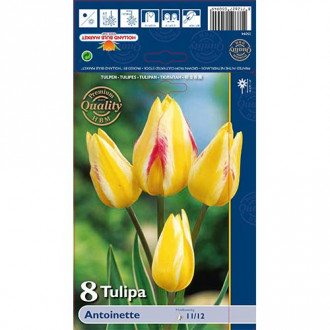 Tulip Antoinette interface.image 2