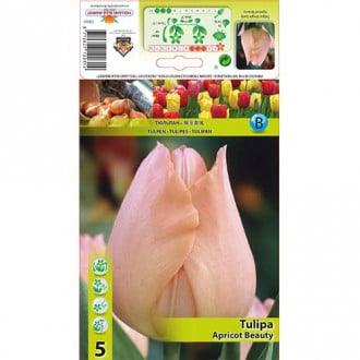 Tulip Apricot Beauty interface.image 6