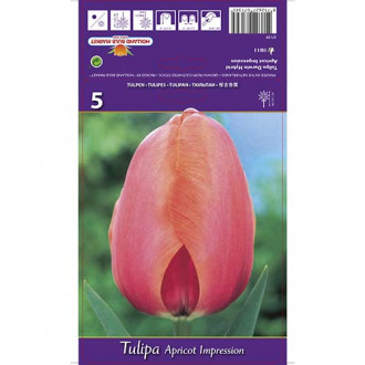 Tulip Apricot Impression interface.image 4