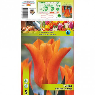 Tulip Ballade Orange interface.image 3