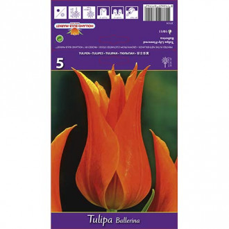 Tulip Ballerina interface.image 4