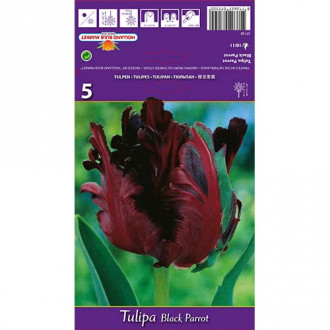 Tulip Black Parrot interface.image 2