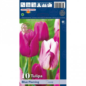 Tulip Blue Flaming interface.image 5