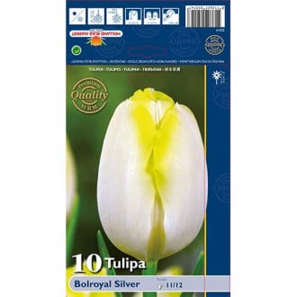 Tulip Bolroyal Silver interface.image 2