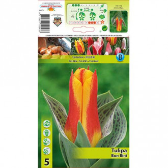 Tulip Bon Bini interface.image 3