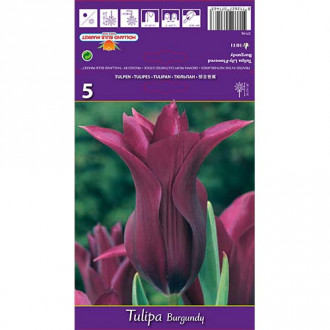 Tulip Burgundy interface.image 2