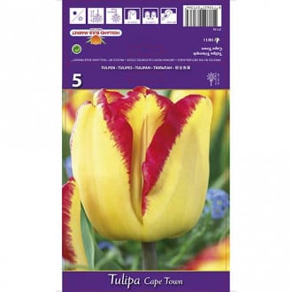 Tulip Cape Town interface.image 1