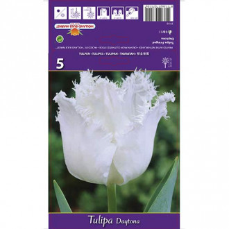 Tulip Daytona interface.image 4