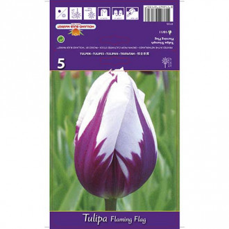 Tulip Flaming Flag interface.image 6