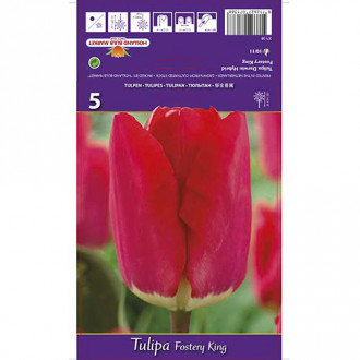 Tulip Fostery King interface.image 4