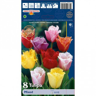 Tulip Fringed, segu interface.image 5