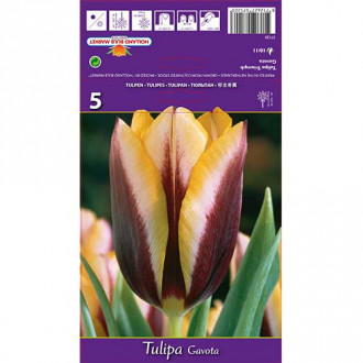 Tulip Gavota interface.image 1