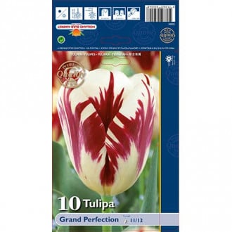 Tulip Grand Perfection interface.image 3