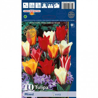 Tulip Greig, segu interface.image 6