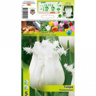 Tulip Honeymoon interface.image 6