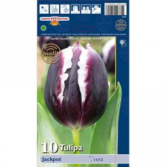 Tulip Jackpot interface.image 2