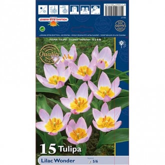 Tulip Lilac Wonder interface.image 5