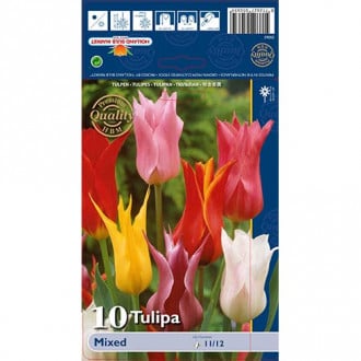 Tulip lilla, segu interface.image 2