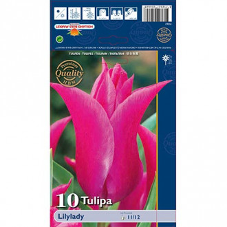 Tulip Lilylady interface.image 2