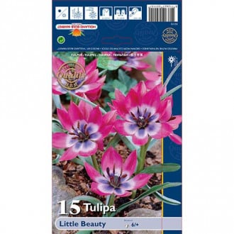 Tulip Little Beauty interface.image 5