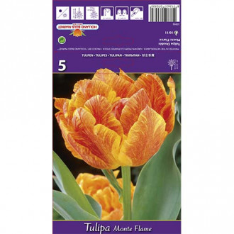 Tulip Monte Flame interface.image 1