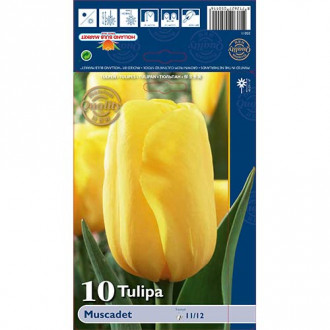 Tulip Muscadet interface.image 1