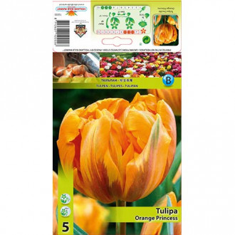 Tulip Orange Princess interface.image 6