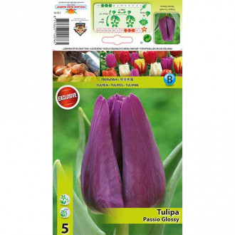 Tulip Passio Glossy interface.image 4