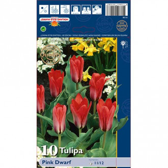 Tulip Pink Dwarf interface.image 1