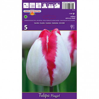 Tulip Playgirl interface.image 4