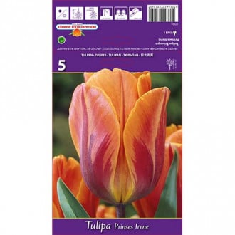 Tulip Princes Irene interface.image 6