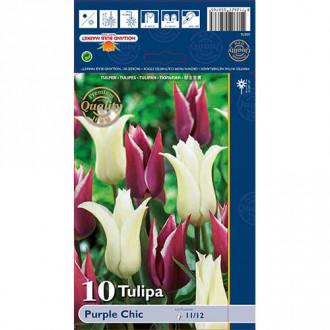 Tulip Purple Chic interface.image 1