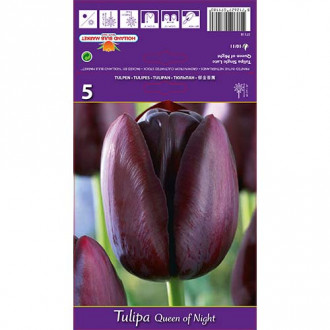 Tulip Queen of Night interface.image 6