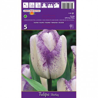 Tulip Shirley interface.image 1