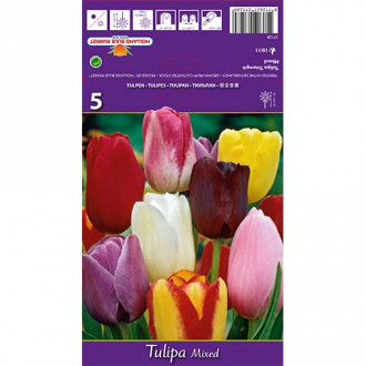 Tulip Triumph, segu interface.image 5