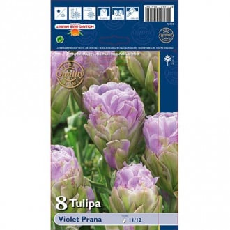 Tulip Violet Prana interface.image 3