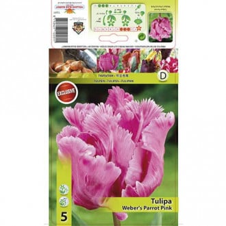 Tulip Webers Parrot Pink interface.image 1