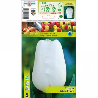 Tulip White Prince interface.image 1