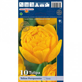 Tulip Yellow Pomponette interface.image 6