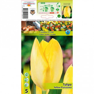 Tulip Yellow Purissima interface.image 4