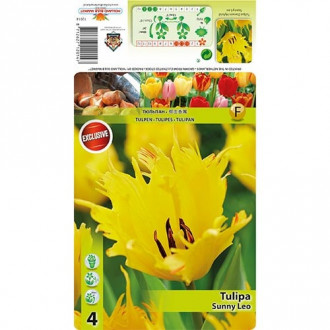 Tulp Darvino Sunny Leo interface.image 2