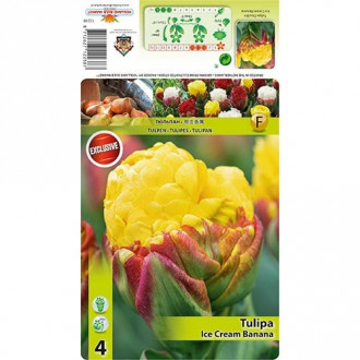 Tulp roheliste õitega (Viridiflora) Ice Cream Banana interface.image 1