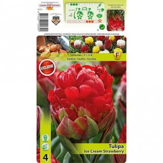 Tulp roheliste õitega (Viridiflora) Ice Cream Strawberry interface.image 2