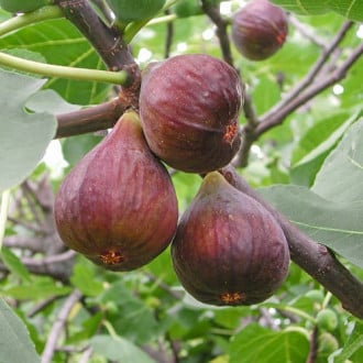 Viigipuu Morena, С2 interface.image 1