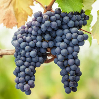 Viinamarjad Pinot Noir interface.image 1